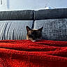 cat, siamese_cat, blanket, red_blanket, couch, gray_couch, indoor, pet, animal, fur, whiskers, blue_eyes, cozy, resting, curious, furniture, texture, home, relaxation, soft_light