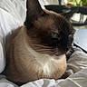 cat, siamese_cat, blue_eyes, pet, indoor, bed, white_bedspread, fur, animal, relaxed, feline, whiskers, ears, face, houseplant, chair, furniture, cozy, resting, domestic