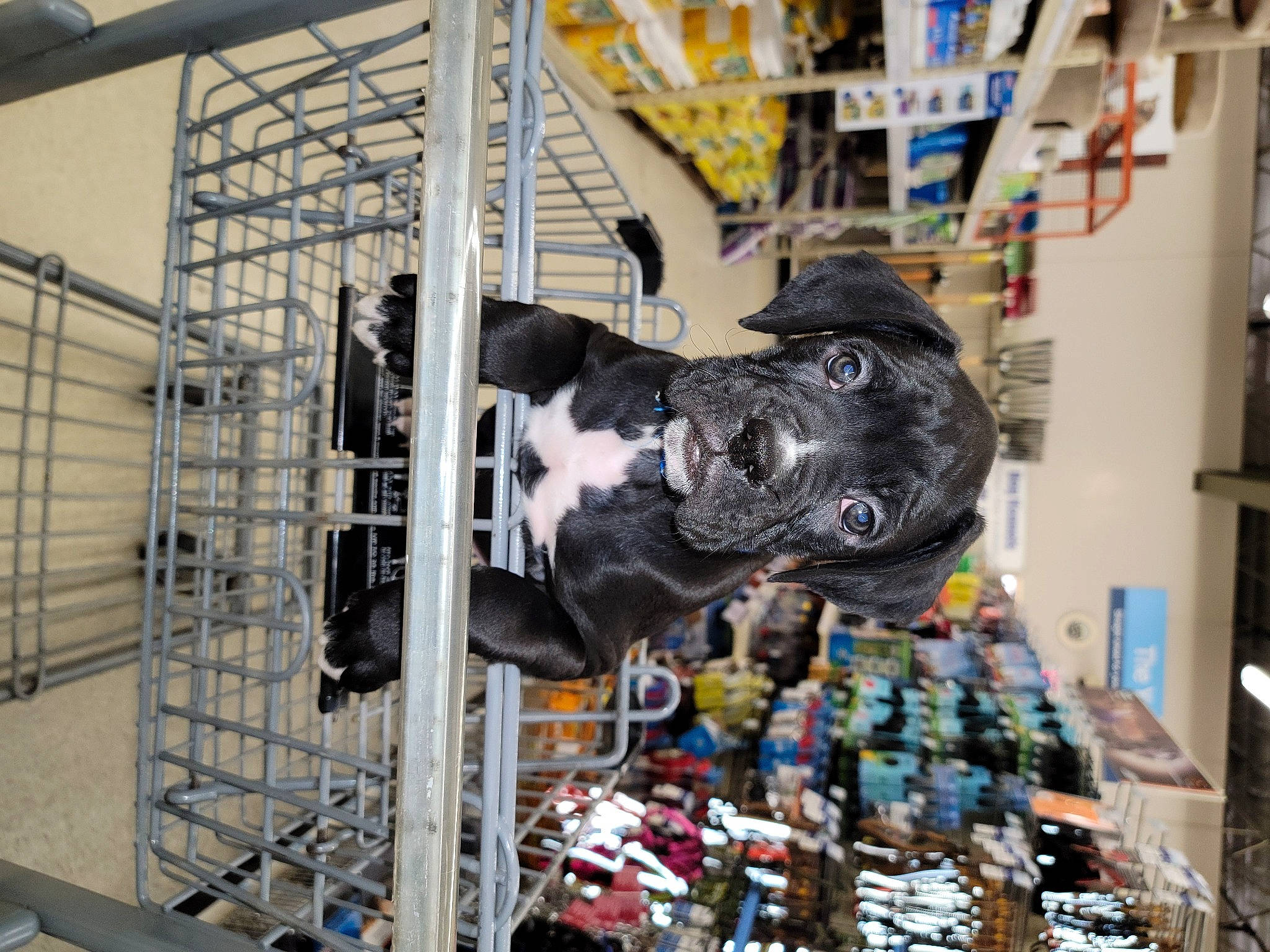 Riot joined the competition — help win amazing prizes! animal_shelter, art, carnivore, city, companion_dog, dog, dog_breed, engineering, fur, machine, market, metal, personal_protective_equipment, pet_supply, plastic, retail, shopping, snout, sporting_group, working_animal