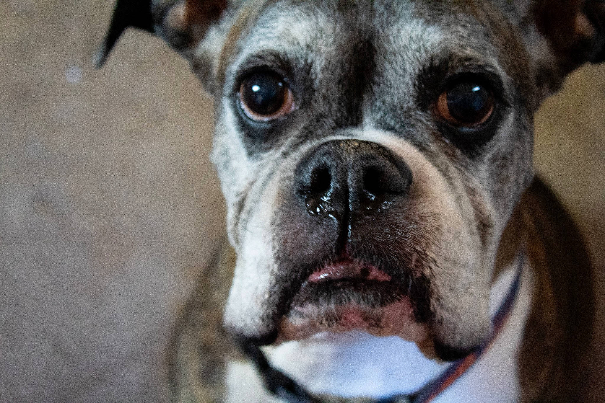 Bodhi joined the competition — help win amazing prizes! bored, canidae, carnivore, close_up, collar, companion_dog, dog, dog_breed, dog_collar, ear, eye, fawn, head, snout, sporting_group, terrestrial_animal, toy_dog, whiskers, working_animal, wrinkle