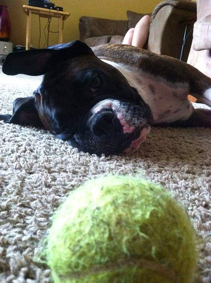 Bodhi is registered to the contest to win money with this photo: ball, boston_terrier, carnivore, comfort, companion_dog, dog, dog_breed, dog_toy, fawn, flooring, fur, grass, green, plant, sporting_group, sports_equipment, tail, tennis_ball, whiskers, working_animal
