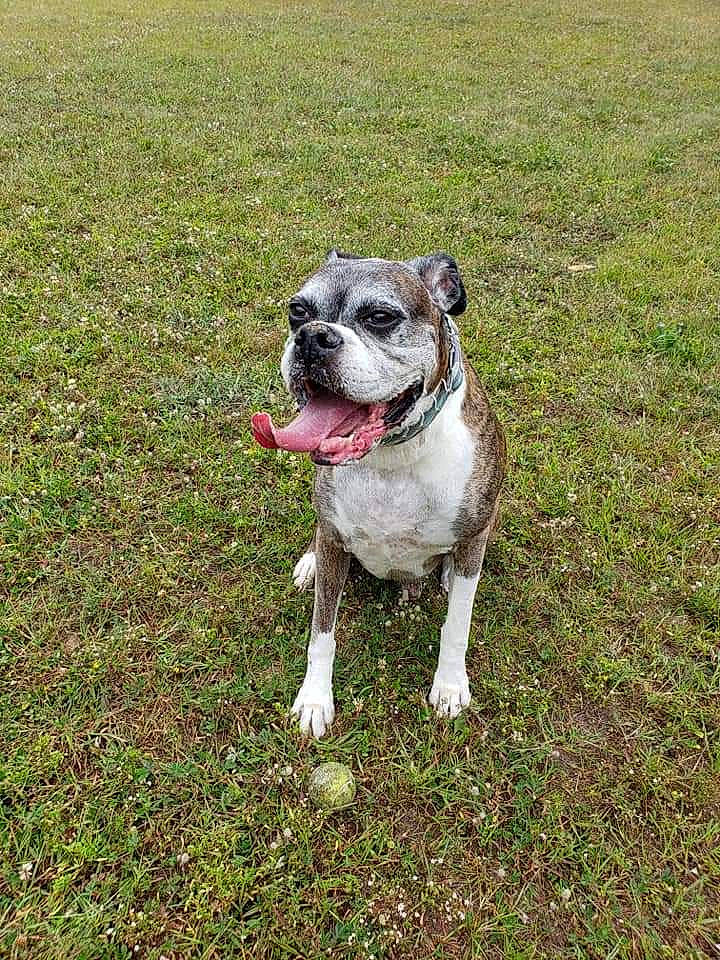 Bodhi joined the competition — help win amazing prizes! canidae, carnivore, collar, companion_dog, dog, dog_breed, dog_collar, dog_supply, fashion_accessory, fawn, grass, leash, pet_supply, plant, snout, sporting_group, tail, whiskers, working_animal, working_dog