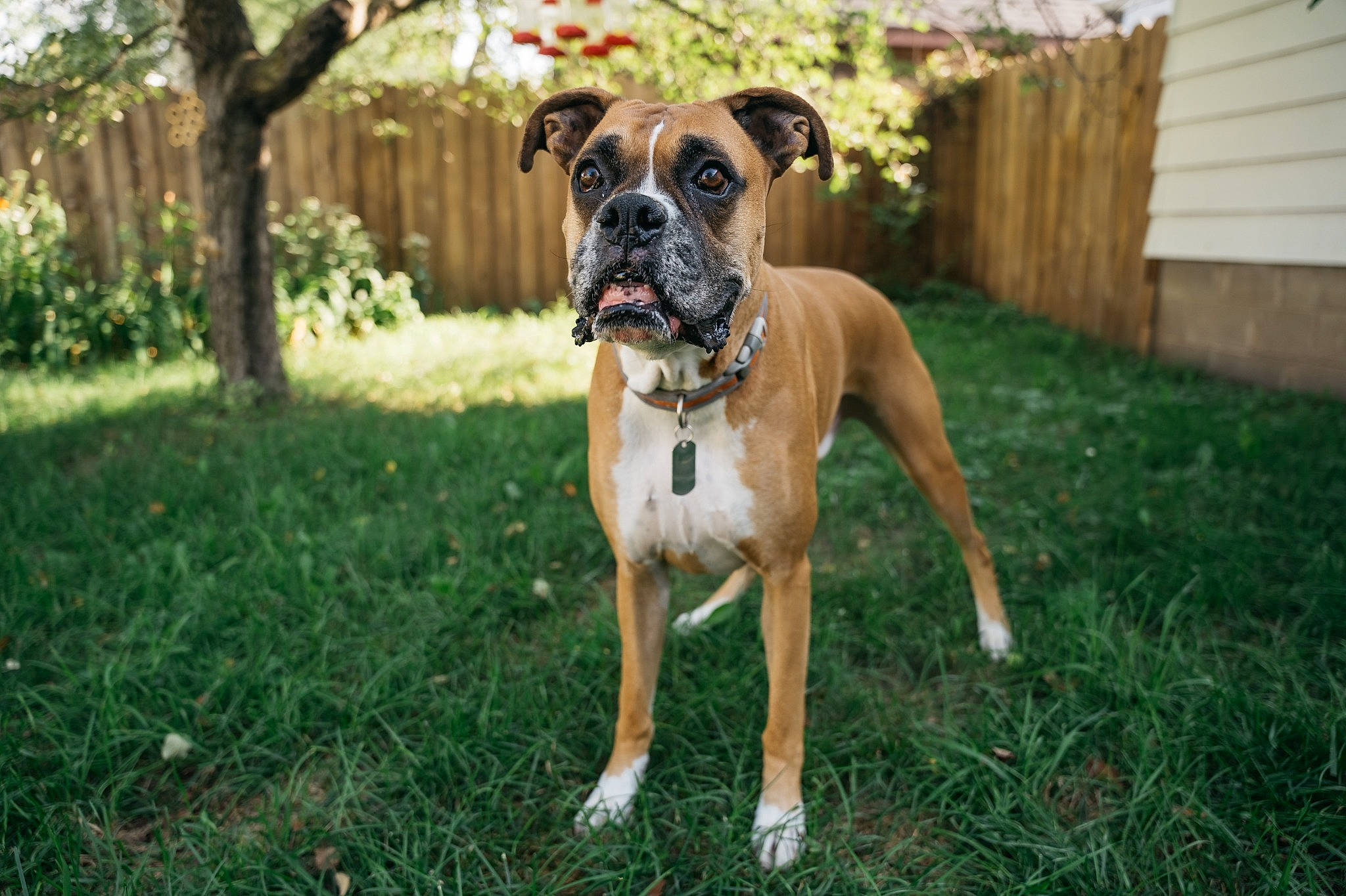 Utah is registered to the contest to win money with this photo: boxer, canidae, carnivore, collar, companion_dog, dog, dog_breed, dog_collar, dog_supply, fawn, fence, grass, guard_dog, home_fencing, molosser, plant, terrestrial_animal, tree, working_animal, working_dog