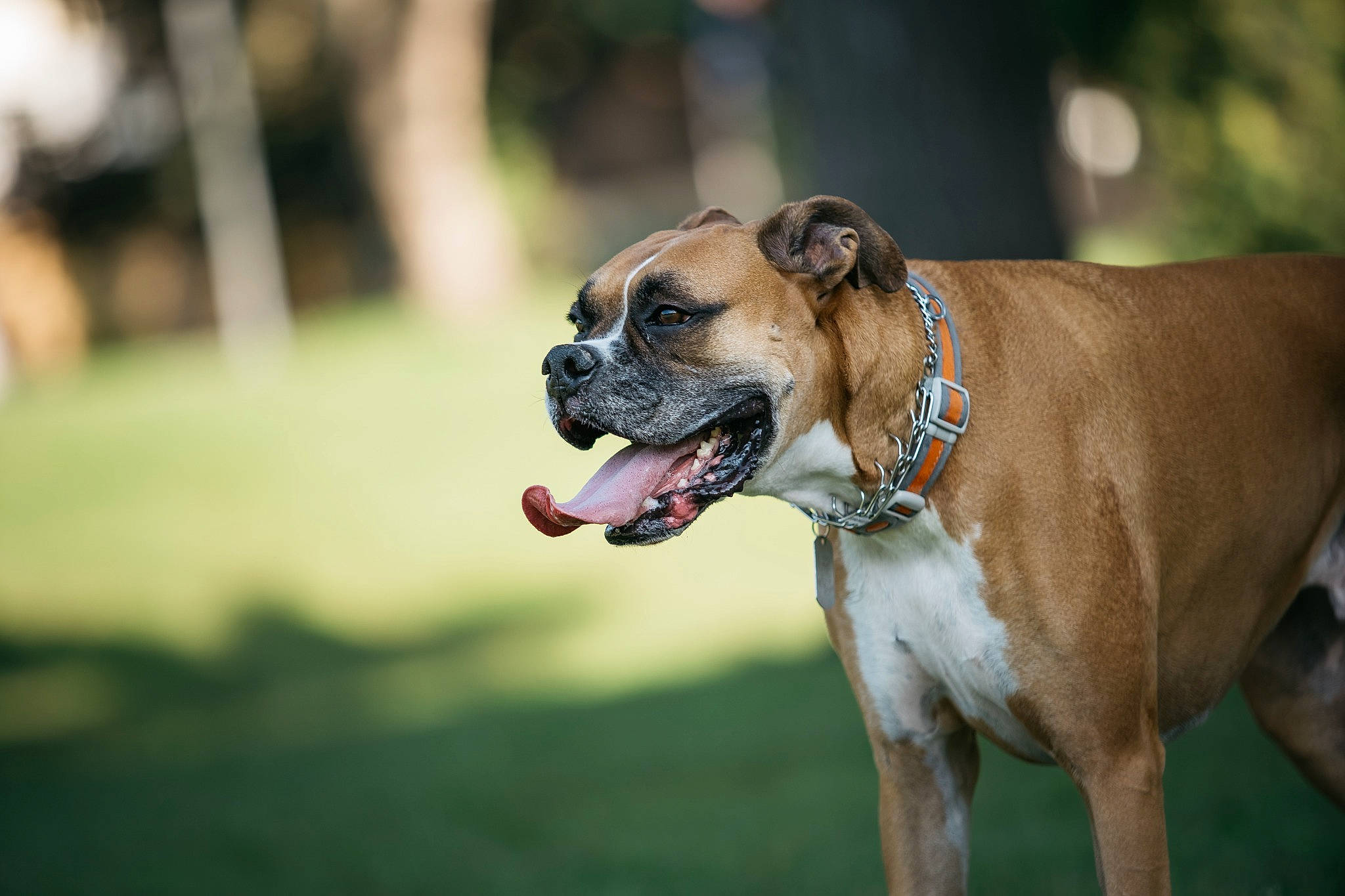 Utah joined the competition — help win amazing prizes! boxer, canidae, carnivore, collar, companion_dog, dog, dog_breed, dog_collar, dog_supply, fashion_accessory, fawn, grass, leash, molosser, pet_supply, plant, snout, sporting_group, whiskers, wrinkle