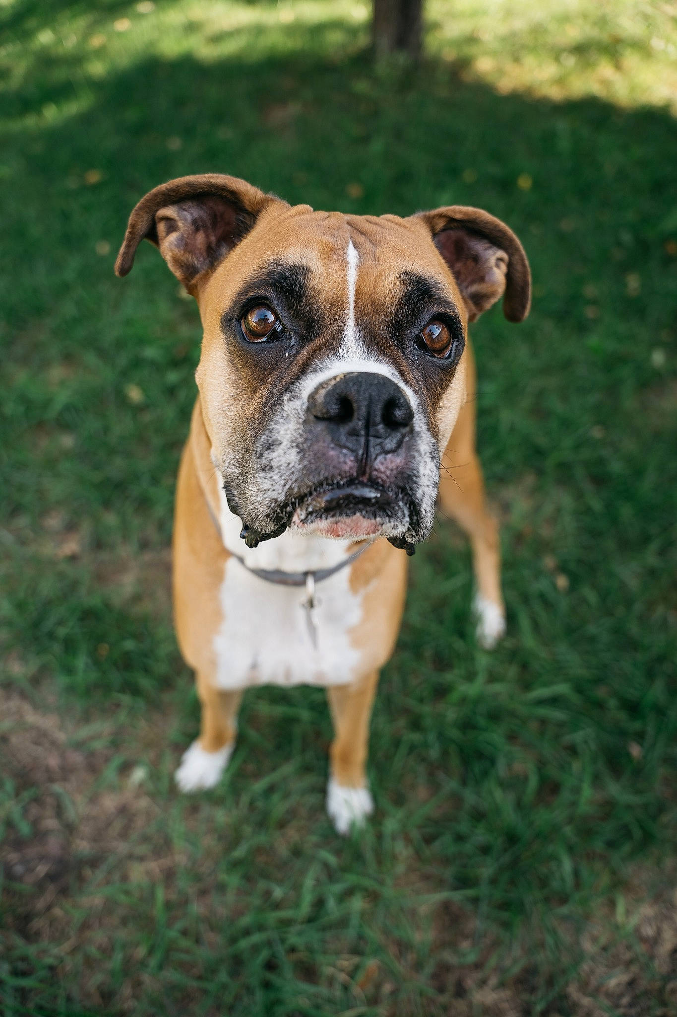 Utah is registered to the contest to win money with this photo: boxer, bulldog, canidae, carnivore, companion_dog, dog, dog_breed, fawn, grass, non_sporting_group, old_english_bulldog, plant, puppy, snout, sporting_group, terrestrial_animal, working_animal, working_dog, wrinkle