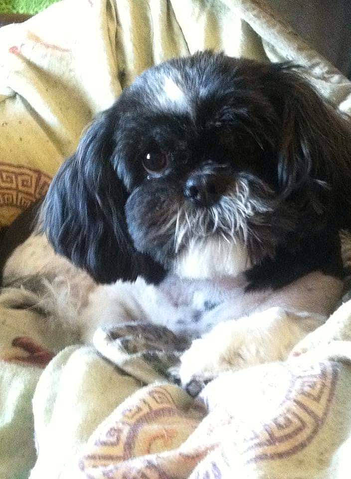 Miss Lady is registered to the contest to win money with this photo: canidae, carnivore, comfort, companion_dog, dog, dog_breed, dog_supply, fawn, fur, liver, maltepoo, non_sporting_group, pekapoo, shih_poo, shih_tzu, snout, sporting_group, terrestrial_animal, toy_dog, working_animal