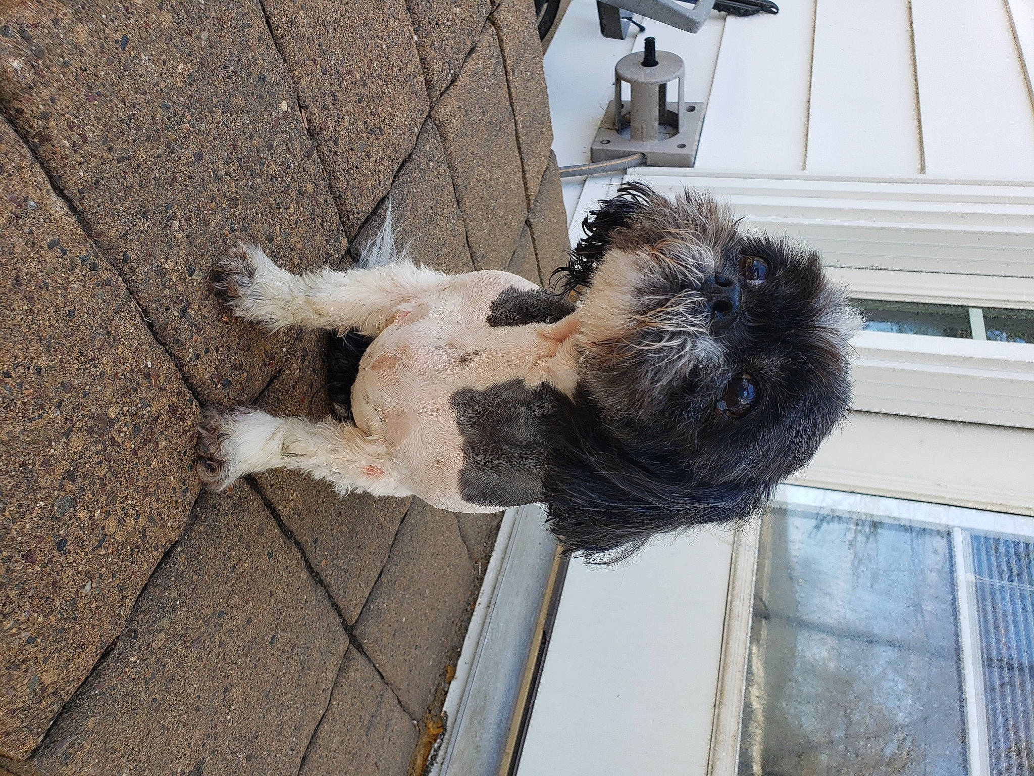 Miss Lady joined the competition — help win amazing prizes! canidae, carnivore, collar, companion_dog, dog, dog_breed, dog_collar, fawn, flooring, fur, road_surface, small_terrier, snout, sporting_group, tail, terrier, toy_dog, window, wood, working_animal