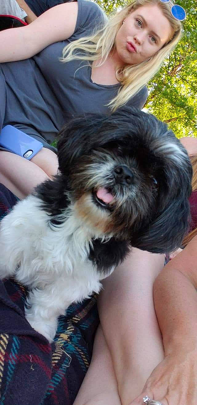 Miss Lady is registered to the contest to win money with this photo: canidae, carnivore, companion_dog, dog, dog_breed, fawn, fur, liver, maltepoo, non_sporting_group, shih_tzu, small_terrier, snout, sporting_group, terrestrial_animal, terrier, toy_dog, working_animal, yorkipoo