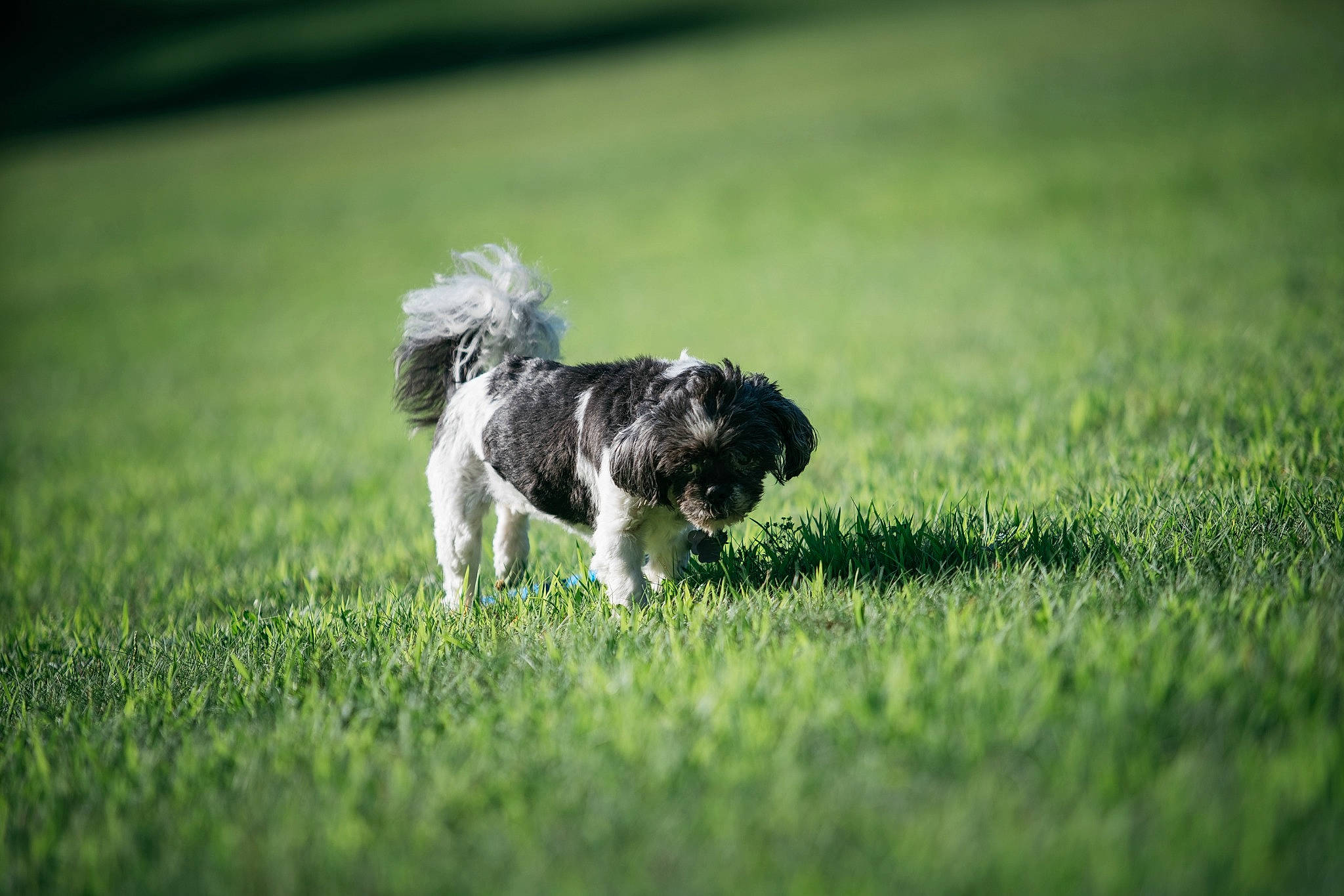 Miss Lady joined the competition — help win amazing prizes! canidae, carnivore, companion_dog, dog, dog_breed, fawn, field, grass, grassland, liver, maltepoo, plant, puppy, snout, sporting_group, sports_equipment, tail, terrier, toy_dog, water_dog