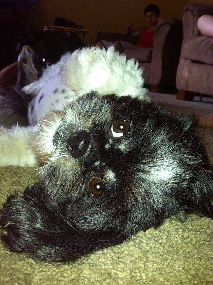 Miss Lady is registered to the contest to win money with this photo: canidae, carnivore, claw, comfort, companion_dog, dog, dog_breed, fawn, fur, liver, paw, shih_poo, snout, sporting_group, tail, terrestrial_animal, terrier, toy_dog, whiskers, working_animal