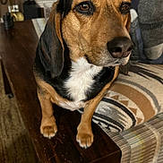 Boomer is registered to the contest to win money with this photo: animal, background, black, brown, canine, closeup, cushion, dog, ears, fur, furniture, home, indoor, pattern, paws, person, pet, snout, white, wooden_table