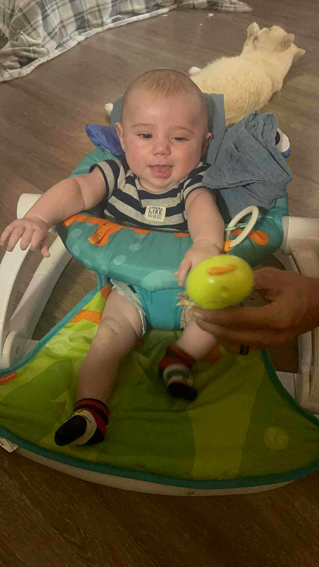 Westley joined the competition — help win amazing prizes! baby, infant, child, toy, striped_clothing, baby_seat, wooden_floor, cat, pet, hand, indoor, flooring, playtime, happy, smiling, person, socks, diaper, reaching, animal