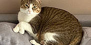 Litchi participe au concours pour gagner de l'argent avec cette photo : cat, tabby_cat, white_fur, pet, cushion, pillow, blanket, indoor, curled_up, paws, tail, whiskers, ears, green_eyes, fur, resting, cozy, sofa, textured_wall, bedroom