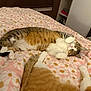 Litchi participe au concours pour gagner de l'argent avec cette photo : cat, tabby_cat, orange_tabby, bed, blanket, floral_pattern, pink, paws, white_paws, belly_up, sleeping, relaxed, indoor, bedroom, cozy, fur, whiskers, pet, tail, cute