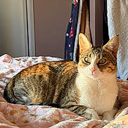 Litchi a rejoint le concours — aidez-le/la à gagner de superbes lots ! cat, tabby_cat, pet, domestic_cat, bedding, blanket, cozy, indoor, portrait, whiskers, ears, bed, sunlight, fur, relaxed, looking, green_eyes, pink_nose, stripes, soft_texture