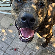 Bear joined the competition — help win amazing prizes! dog, brindle, smiling, tongue_out, outdoor, patio, stone_pavers, sunlight, metal_chair, happy, pet, canine, closeup, animal, friendly, face, ears, eyes, mouth, tongue