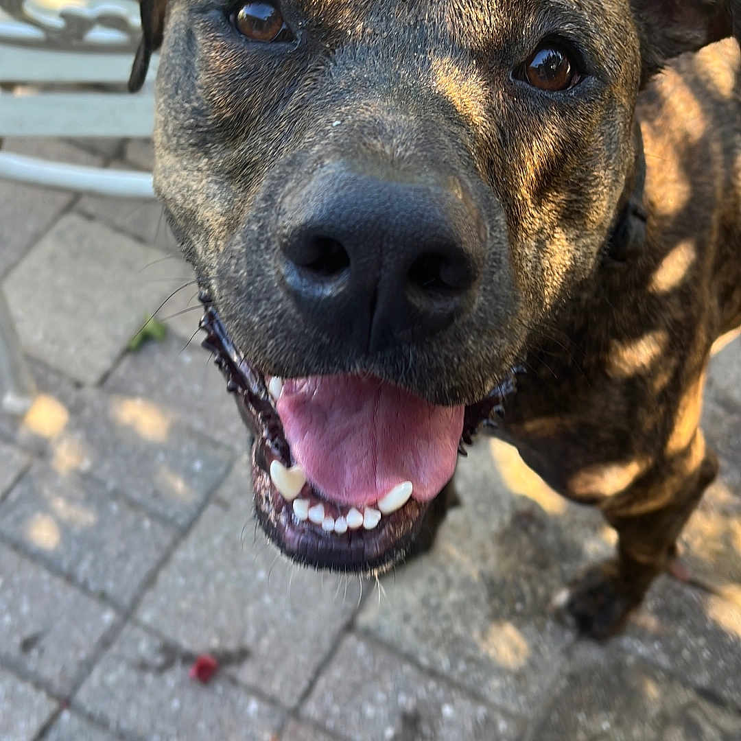 Bear joined the competition — help win amazing prizes! animal, brindle, canine, closeup, dog, ears, eyes, face, friendly, happy, metal_chair, mouth, outdoor, patio, pet, smiling, stone_pavers, sunlight, tongue, tongue_out