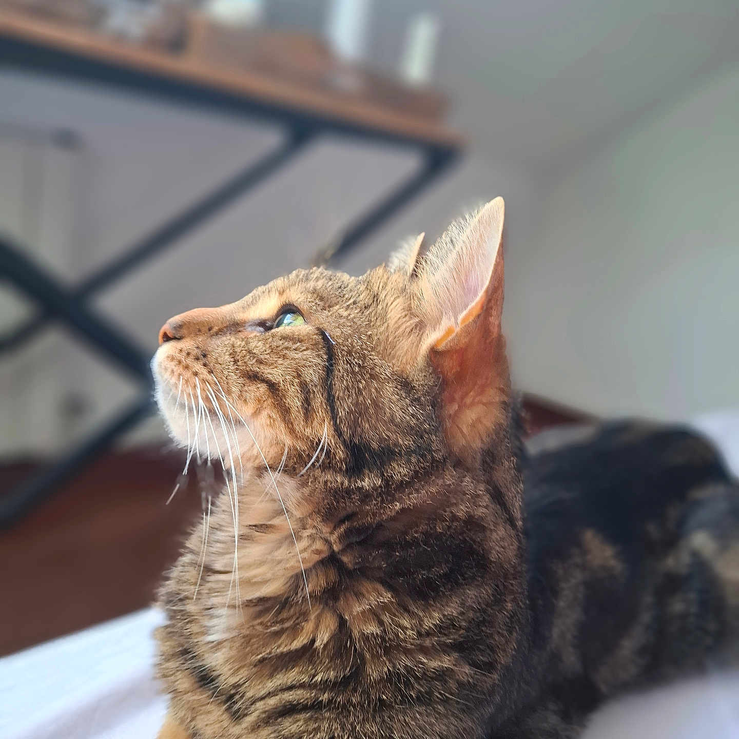 Winetou participe au concours pour gagner de l'argent avec cette photo : cat, tabby, indoor, pet, animal, feline, whiskers, fur, ears, eyes, curious, relaxed, closeup, portrait, soft_light, blurred_background, domestic, cute, resting, cozy