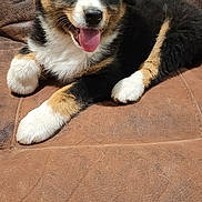 Pepper is registered to the contest to win money with this photo: puppy, dog, tricolor, tongue_out, happy, cute, pet, animal, fur, couch, indoor, relaxed, smiling, young, mammal, domestic_animal, sitting, friendly, companion, furry