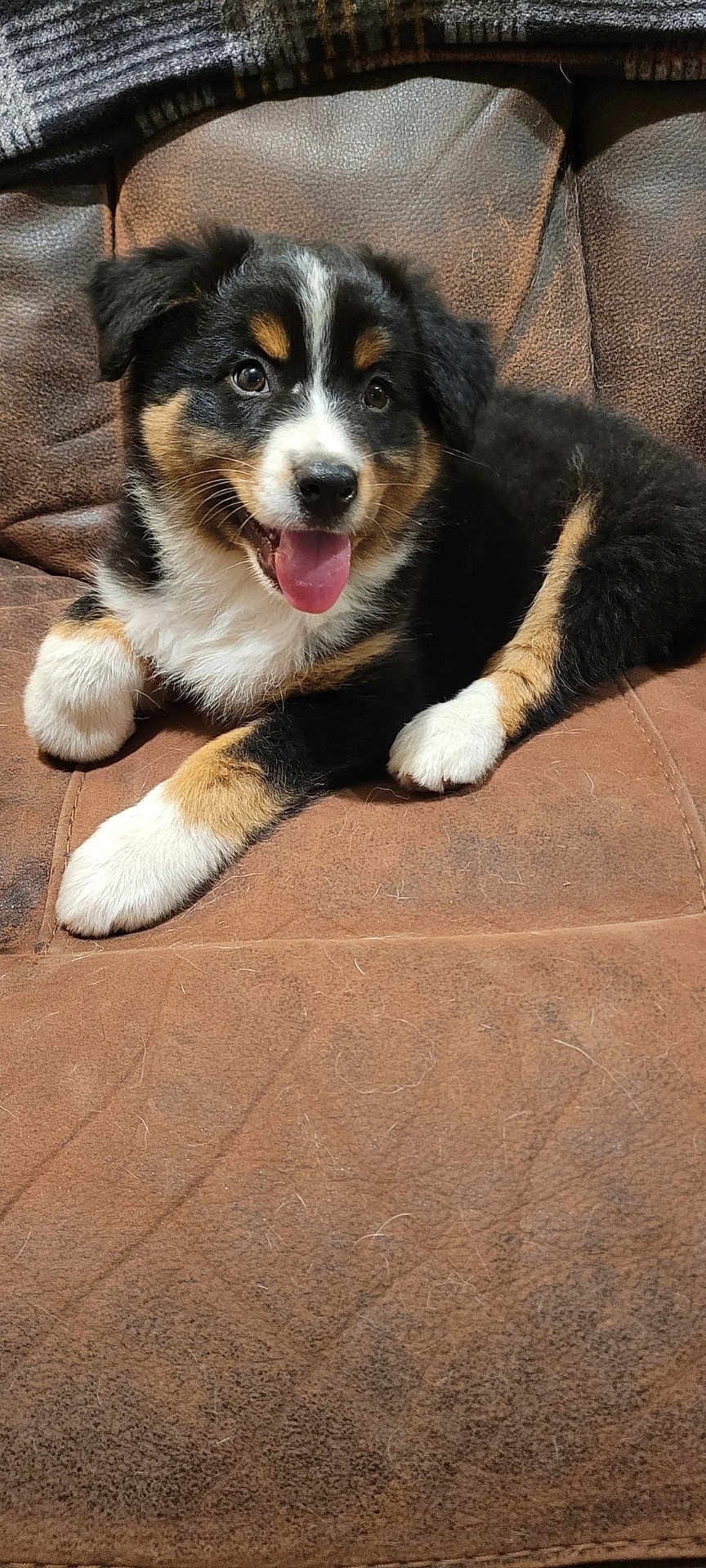 Pepper is registered to the contest to win money with this photo: puppy, dog, tricolor, tongue_out, happy, cute, pet, animal, fur, couch, indoor, relaxed, smiling, young, mammal, domestic_animal, sitting, friendly, companion, furry