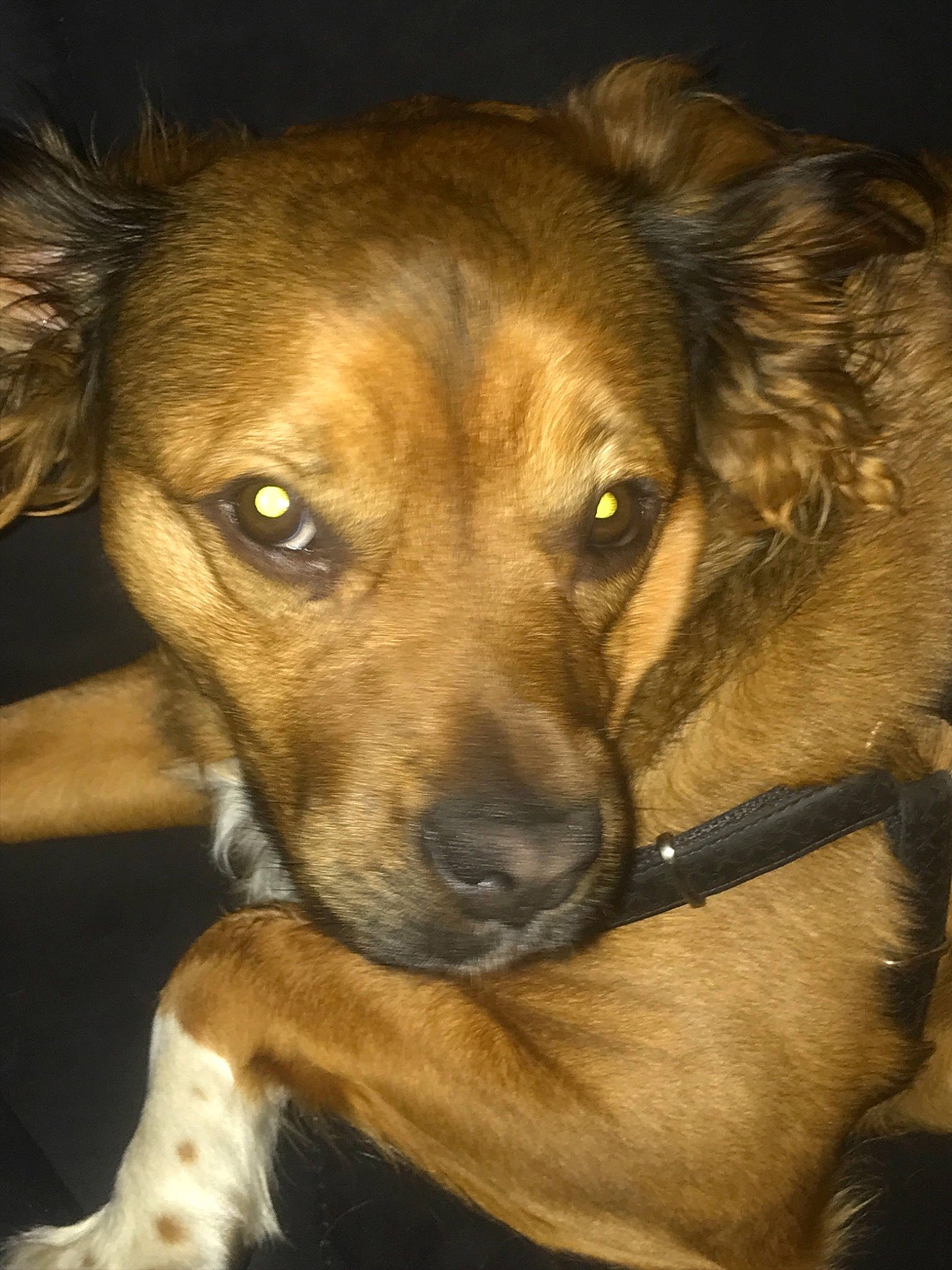 Milord participe au concours pour gagner de l'argent avec cette photo : canidae, carnivore, companion_dog, dog, dog_breed, fawn, mammal, nose, potcake_dog, puppy, rare_breed_dog, snout, sporting_group, street_dog, whiskers