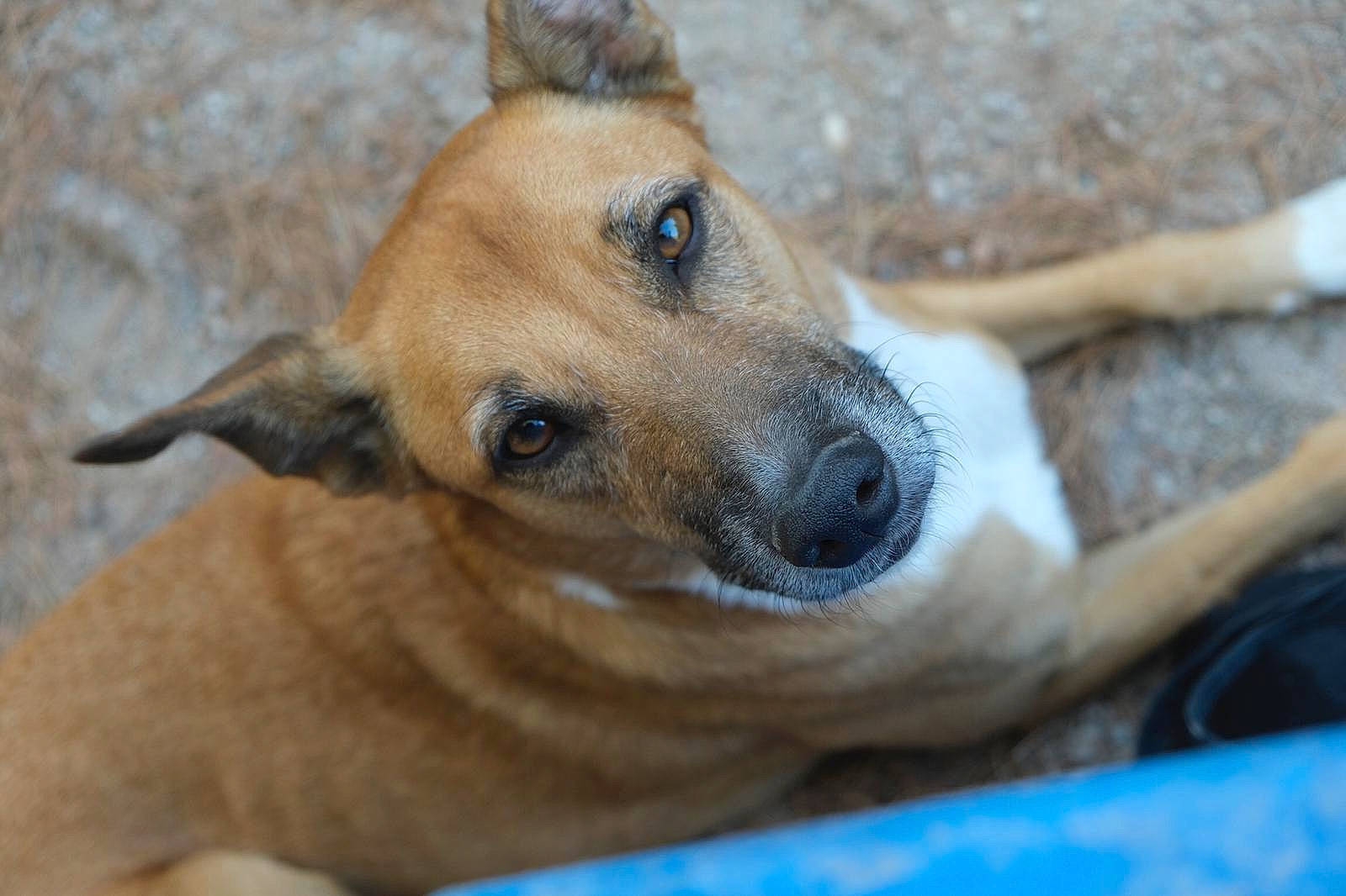 Pepsy participe au concours pour gagner de l'argent avec cette photo : bored, canidae, carnivore, companion_dog, dog, dog_breed, ear, fawn, fur, jaw, non_sporting_group, snout, sporting_group, terrestrial_animal, whiskers, wildlife, wood