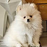 pomeranian, puppy, dog, fluffy, fur, indoor, floor, tile, sculpture, wood, furniture, pet, cute, small, animal, adorable, sitting, white, cream, portrait