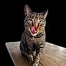 cat, tabby_cat, tongue, wooden_table, striped_fur, pet, animal, whiskers, ears, green_eyes, close_up, curious, playful, indoor, feline, walking, single_animal, black_background, paw, fur