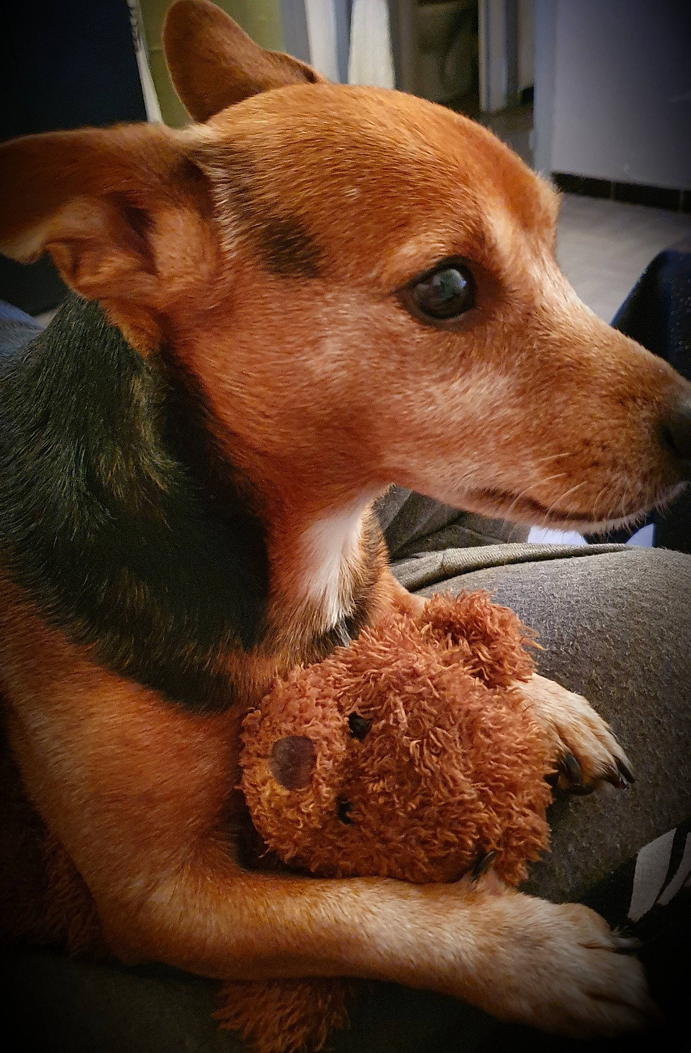 Happy a rejoint le concours — aidez-le/la à gagner de superbes lots ! ancient_dog_breeds, canidae, carnivore, companion_dog, dog, dog_breed, dog_sports, dog_supply, ear, fawn, fur, hunting_dog, liver, non_sporting_group, pet_supply, snout, sporting_group, terrestrial_animal, whiskers, working_animal