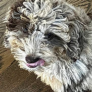 Silvie is registered to the contest to win money with this photo: adorable, animal, canine, close_up, companion, curious, curly_fur, cute, dog, domestic_animal, fluffy, friendly, fur_texture, indoor, looking_up, mischievous, pet, playful, tongue_out, wooden_floor