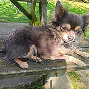 Chipie participe au concours pour gagner de l'argent avec cette photo : dog, small_dog, bench, wood, outdoor, sunlight, grass, park, pet, fur, ears, animal, cute, resting, nature, daylight, paw, canine, mammal, relaxing