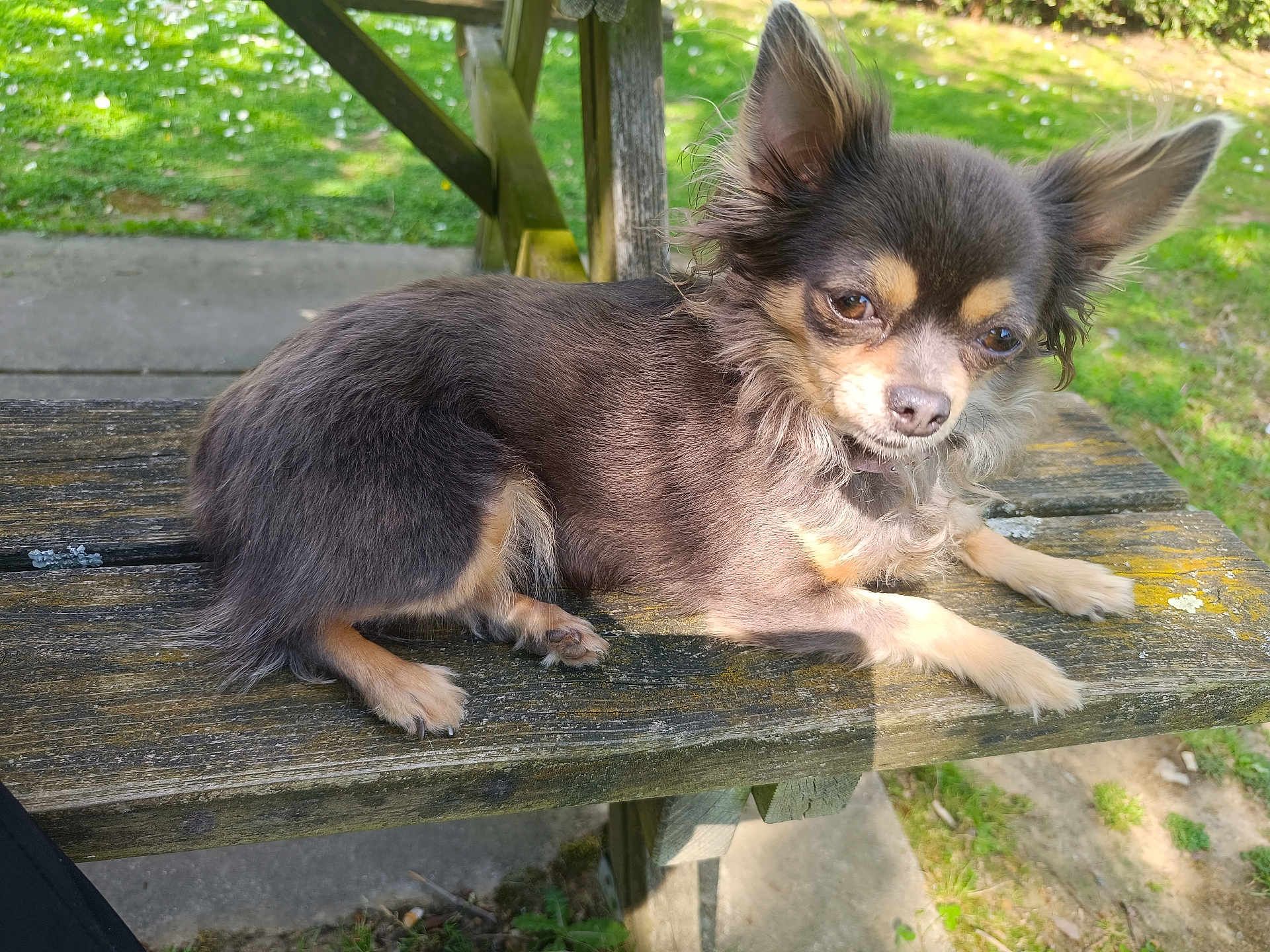 Chipie participe au concours pour gagner de l'argent avec cette photo : dog, small_dog, bench, wood, outdoor, sunlight, grass, park, pet, fur, ears, animal, cute, resting, nature, daylight, paw, canine, mammal, relaxing