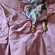 Vaiana a rejoint le concours — aidez-le/la à gagner de superbes lots ! dog, bed, pink_bedspread, pillow, indoor, pet, resting, spotted_dog, curious, cozy, furniture, animal, domestic, canine, sleeping_area, patterned_bedspread, comfort, relaxed, laying_down, household