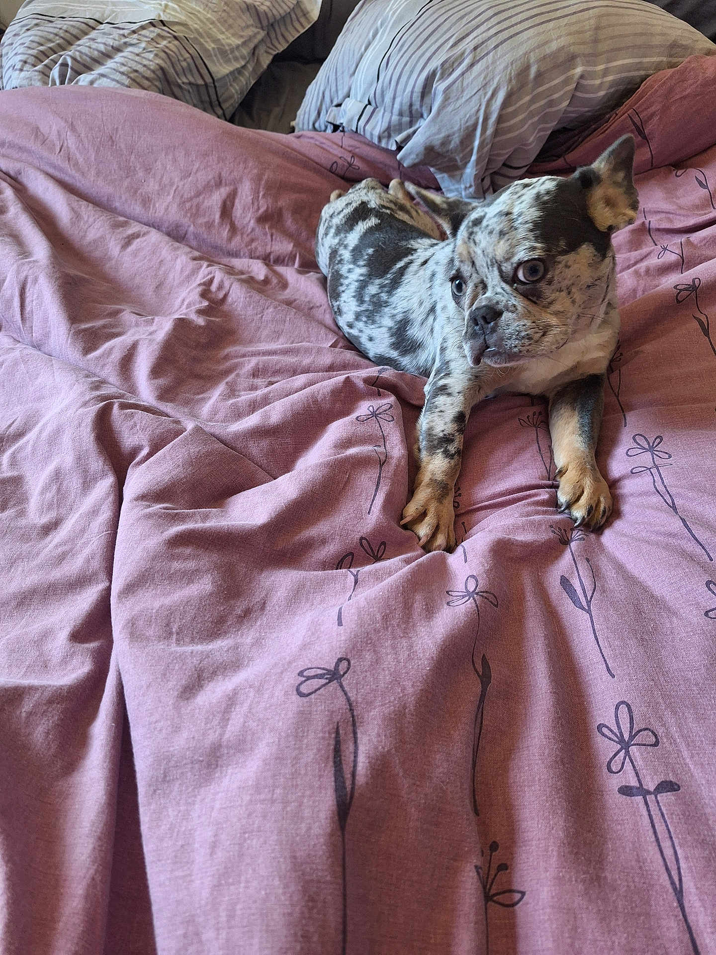 Vaiana a rejoint le concours — aidez-le/la à gagner de superbes lots ! dog, bed, pink_bedspread, pillow, indoor, pet, resting, spotted_dog, curious, cozy, furniture, animal, domestic, canine, sleeping_area, patterned_bedspread, comfort, relaxed, laying_down, household