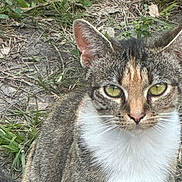 Truman is registered to the contest to win money with this photo: cat, tabby, outdoor, grass, dirt, animal, pet, whiskers, ears, green_eyes, fur, close_up, nature, mammal, sitting, wildlife, portrait, calm, feline, ground