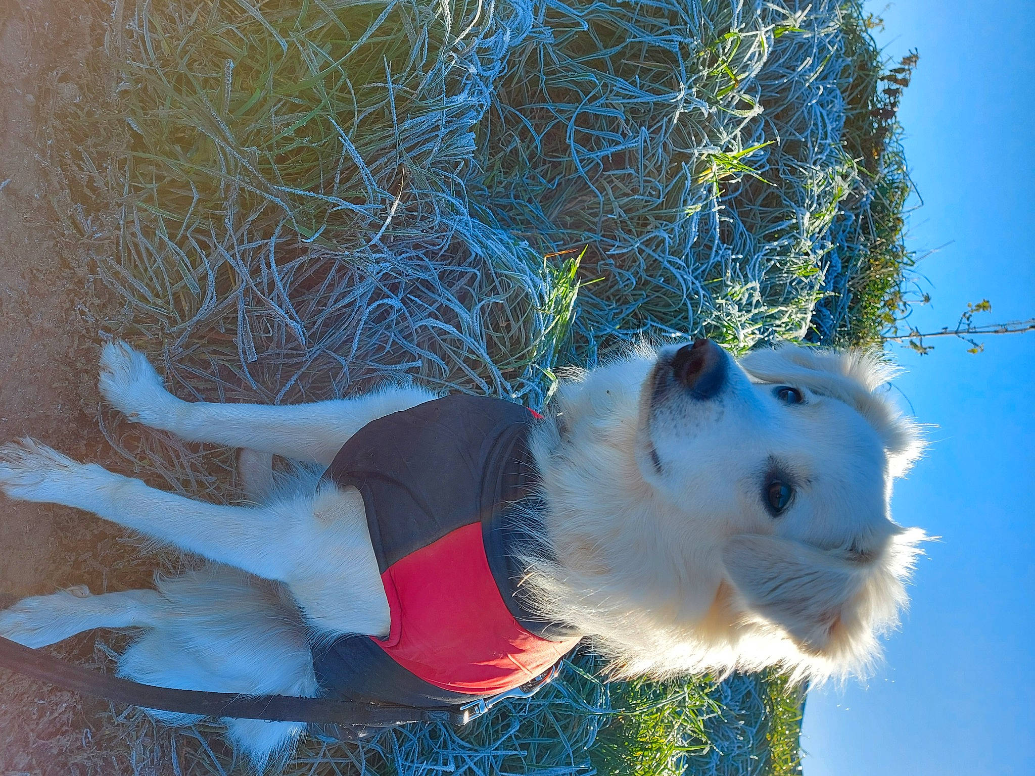 Tao participe au concours pour gagner de l'argent avec cette photo : dog_breed, electric_blue, freezing, frost, fur, grass, happy, people_in_nature, plant, sky, snow, tail, tree, twig, whiskers, winter