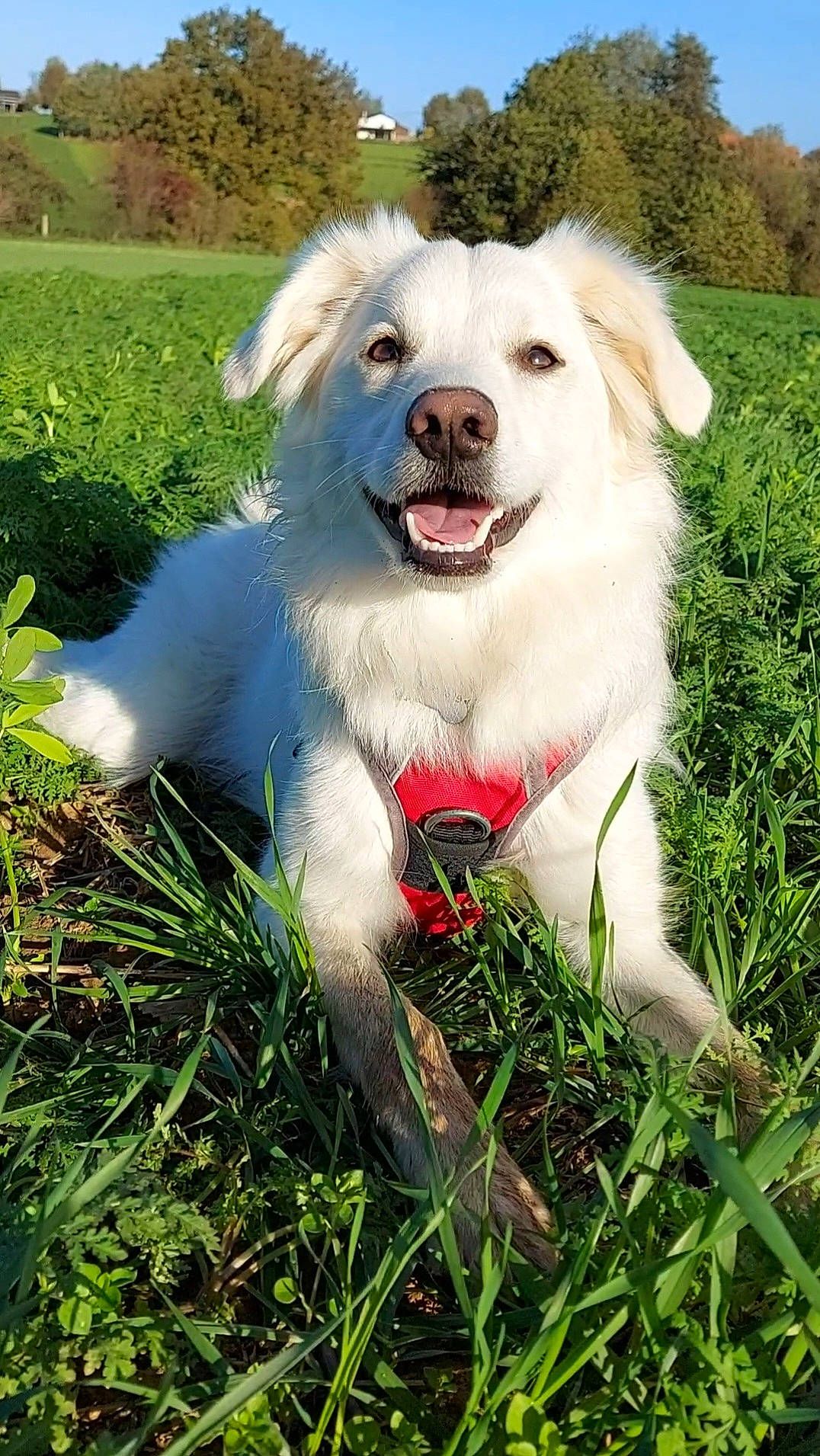Tao a rejoint le concours — aidez-le/la à gagner de superbes lots ! canidae, carnivore, companion_dog, dog, dog_breed, fang, fur, grass, happy, herbaceous_plant, plant, sky, sporting_group, tree, whiskers, working_dog