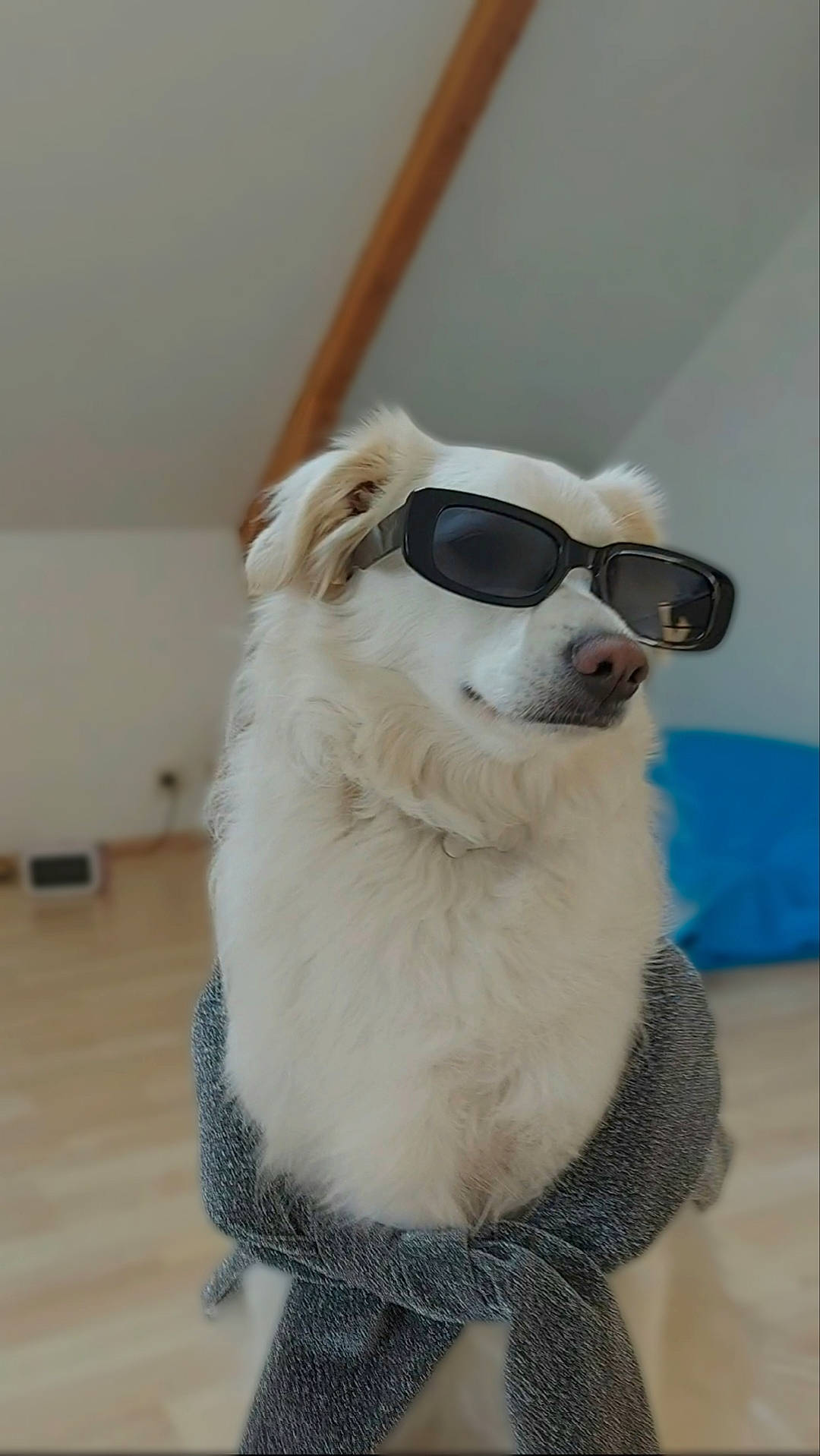 Tao participe au concours pour gagner de l'argent avec cette photo : canidae, carnivore, collar, companion_dog, dog, dog_breed, dog_supply, eyewear, fawn, flooring, fur, goggles, pet_supply, snout, sporting_group, sunglasses, tail, vision_care, whiskers, working_animal