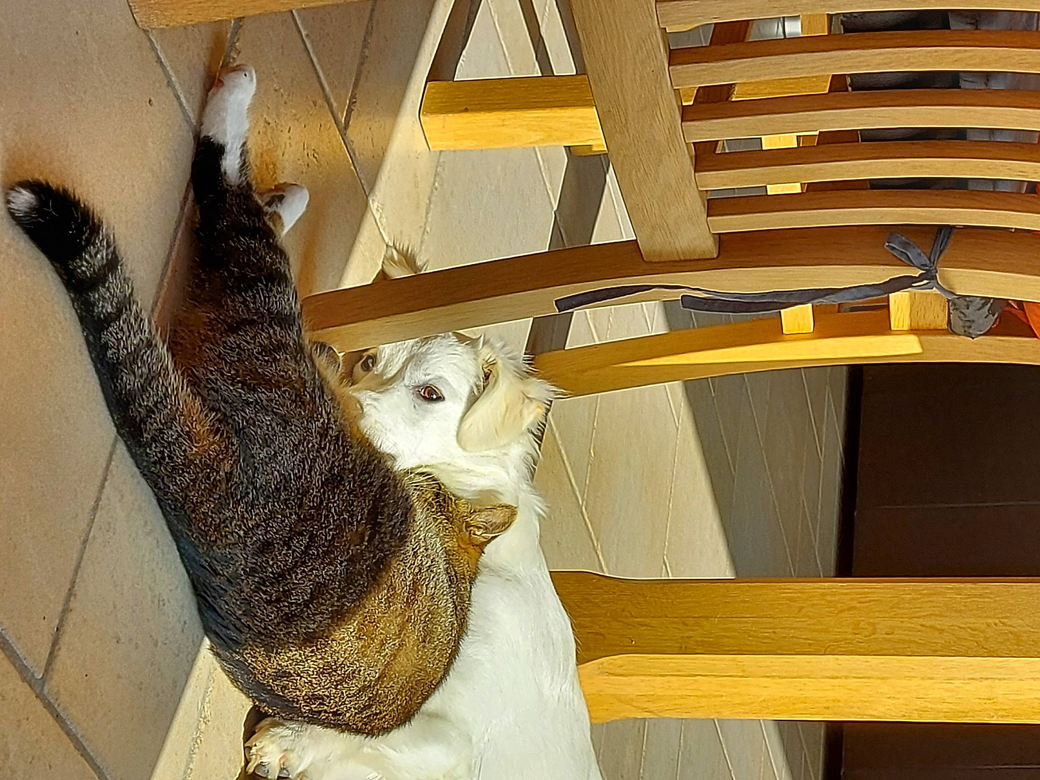 Tao a rejoint le concours — aidez-le/la à gagner de superbes lots ! art, creative_arts, fawn, felidae, fur, hardwood, natural_material, outdoor_furniture, owl, pattern, plywood, room, shelf, small_to_medium_sized_cats, tail, terrestrial_animal, tree, twig, wood, wood_stain