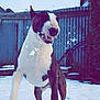 Malko participe au concours pour gagner de l'argent avec cette photo : american_pit_bull_terrier, american_staffordshire_terrier, bull_and_terrier, bull_terrier, canidae, carnivore, dog, dog_breed, dogo_argentino, fawn, mammal, non_sporting_group, old_english_terrier, pit_bull, snout, snow, tail, vertebrate, winter