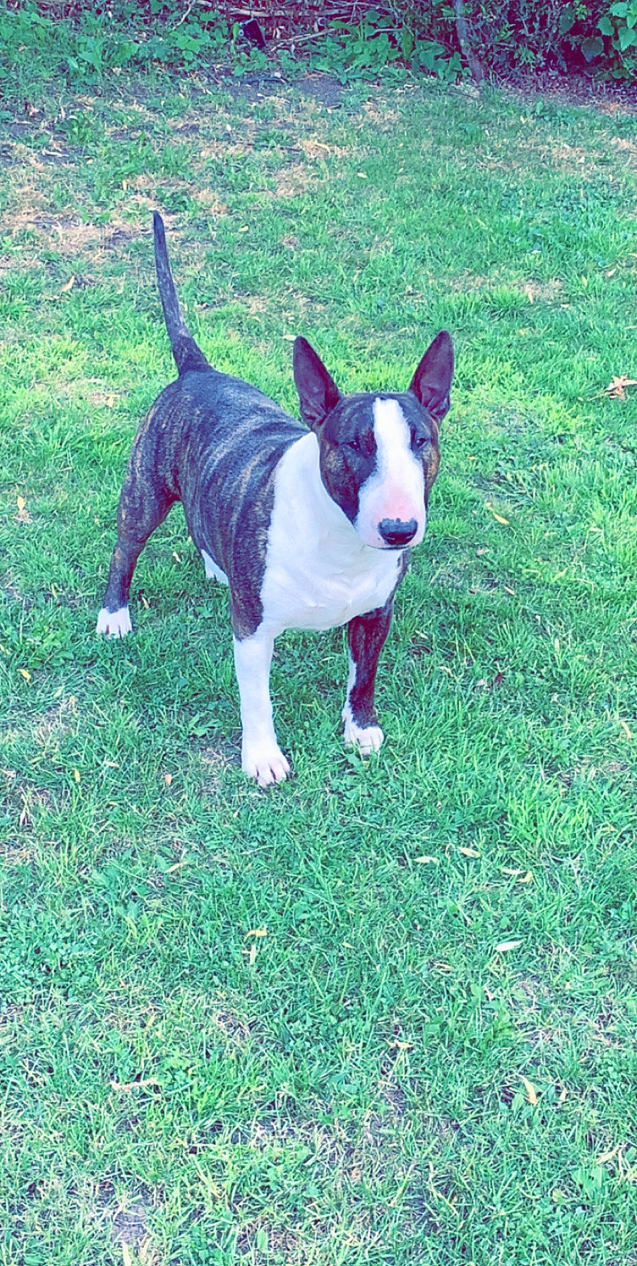 Malko a rejoint le concours — aidez-le/la à gagner de superbes lots ! american_staffordshire_terrier, boston_terrier, bull_and_terrier, bull_terrier, bull_terrier_miniature, canidae, carnivore, dog, dog_breed, english_white_terrier, fawn, grass, mammal, non_sporting_group, old_english_terrier, rare_breed_dog, tail, terrier, vertebrate