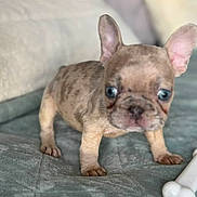 Charlie joined the competition — help win amazing prizes! puppy, dog, french_bulldog, blue_eyes, ears, blanket, toy, bone, pet, cute, young, small, indoor, fur, animal, mammal, looking, standing, soft, curious