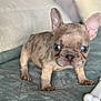 puppy, dog, french_bulldog, blue_eyes, ears, blanket, toy, bone, pet, cute, young, small, indoor, fur, animal, mammal, looking, standing, soft, curious