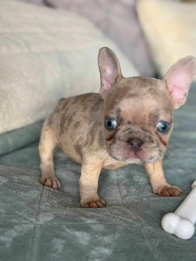 Charlie joined the competition — help win amazing prizes! puppy, dog, french_bulldog, blue_eyes, ears, blanket, toy, bone, pet, cute, young, small, indoor, fur, animal, mammal, looking, standing, soft, curious