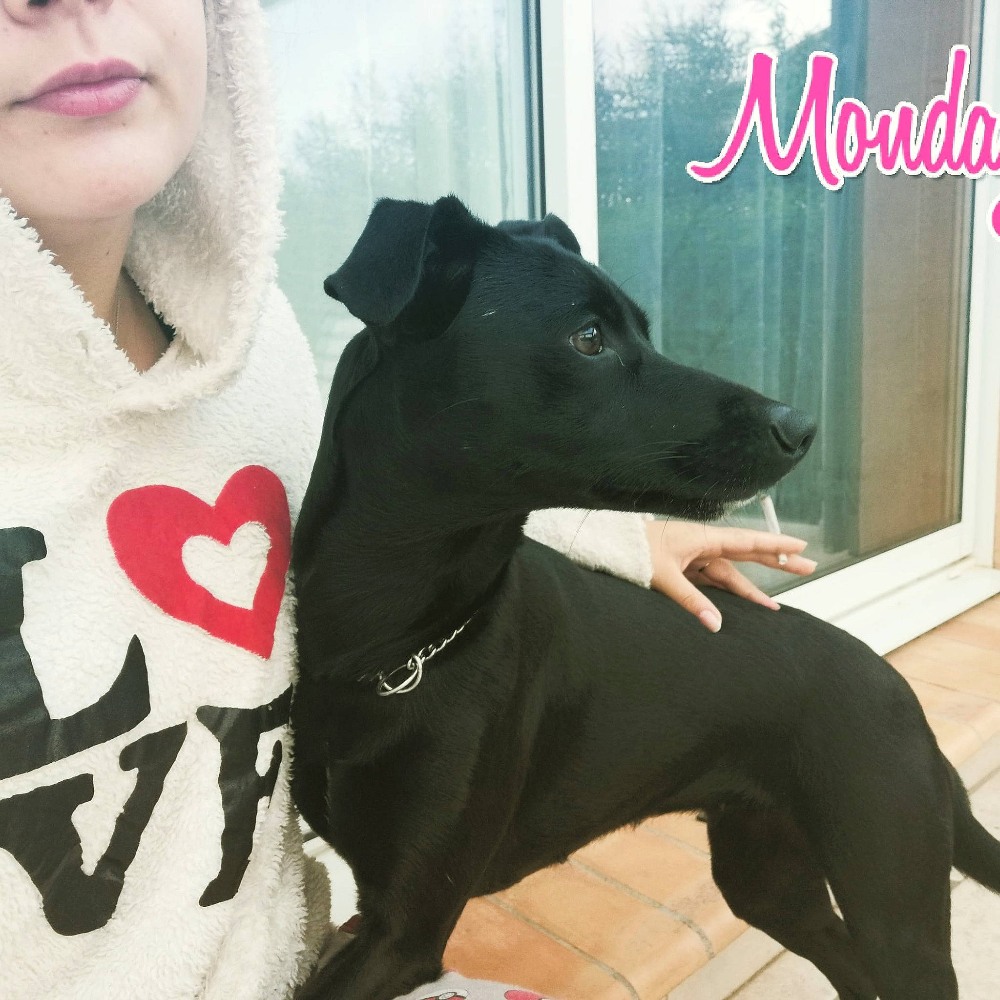 Orca a rejoint le concours — aidez-le/la à gagner de superbes lots ! canidae, carnivore, companion_dog, dog, dog_breed, italian_greyhound, mammal, non_sporting_group, sporting_group, thai_ridgeback, vertebrate