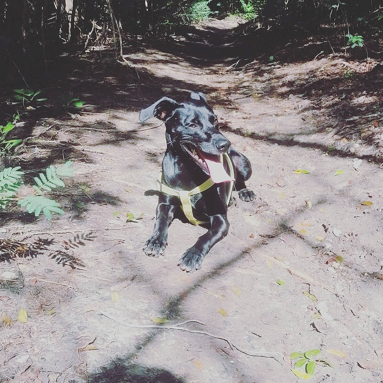 Orca a rejoint le concours — aidez-le/la à gagner de superbes lots ! borador, canidae, carnivore, collar, companion_dog, dog, dog_breed, dog_collar, dog_supply, hunting_dog, leash, mammal, pointing_breed, snout, sporting_group, tail, trail, working_animal, working_dog