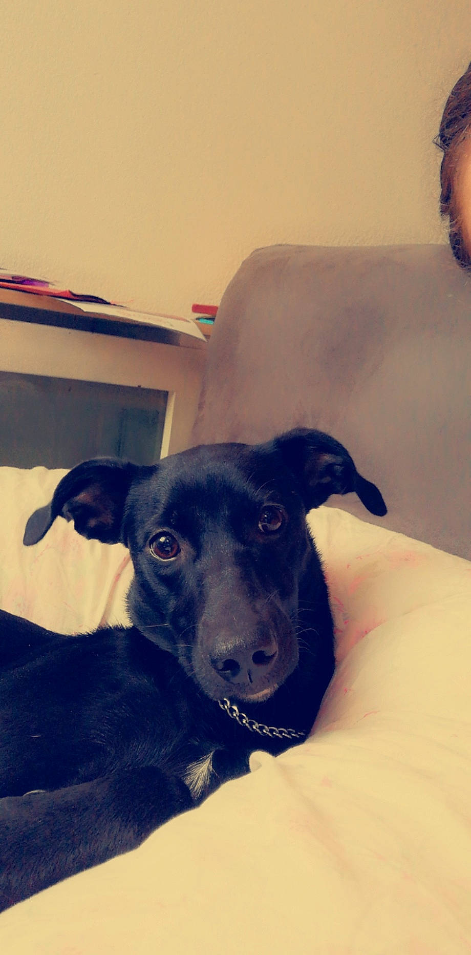 Orca a rejoint le concours — aidez-le/la à gagner de superbes lots ! canidae, carnivore, dog, dog_breed, ear, greyhound, italian_greyhound, lurcher, mammal, nose, patterdale_terrier, potcake_dog, rare_breed_dog, sighthound, snout, sporting_group, whippet, whiskers