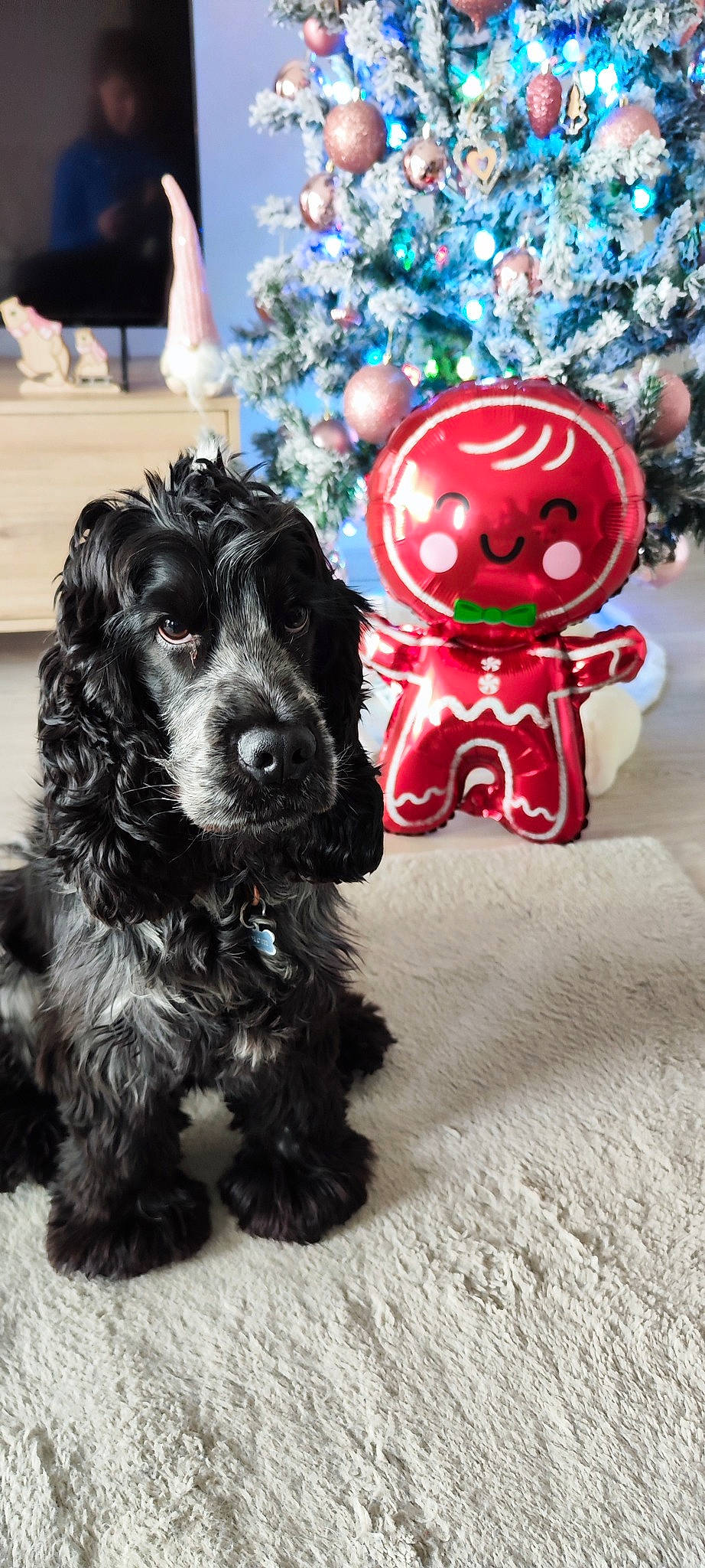 Totem a rejoint le concours — aidez-le/la à gagner de superbes lots ! canidae, carmine, carnivore, collar, companion_dog, dog, dog_breed, dog_collar, dog_supply, event, fashion_accessory, fur, pattern, snout, spaniel, sporting_group, stuffed_toy, terrier, toy_dog, working_animal