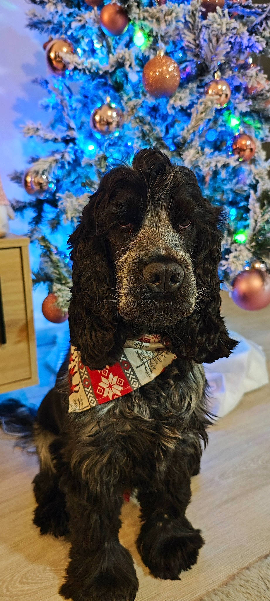 Totem participe au concours pour gagner de l'argent avec cette photo : blue, canidae, carnivore, cocker_spaniel, collar, companion_dog, dog, dog_breed, dog_collar, electric_blue, event, fur, liver, pattern, poodle, spaniel, sporting_group, toy_dog, water_dog, working_animal