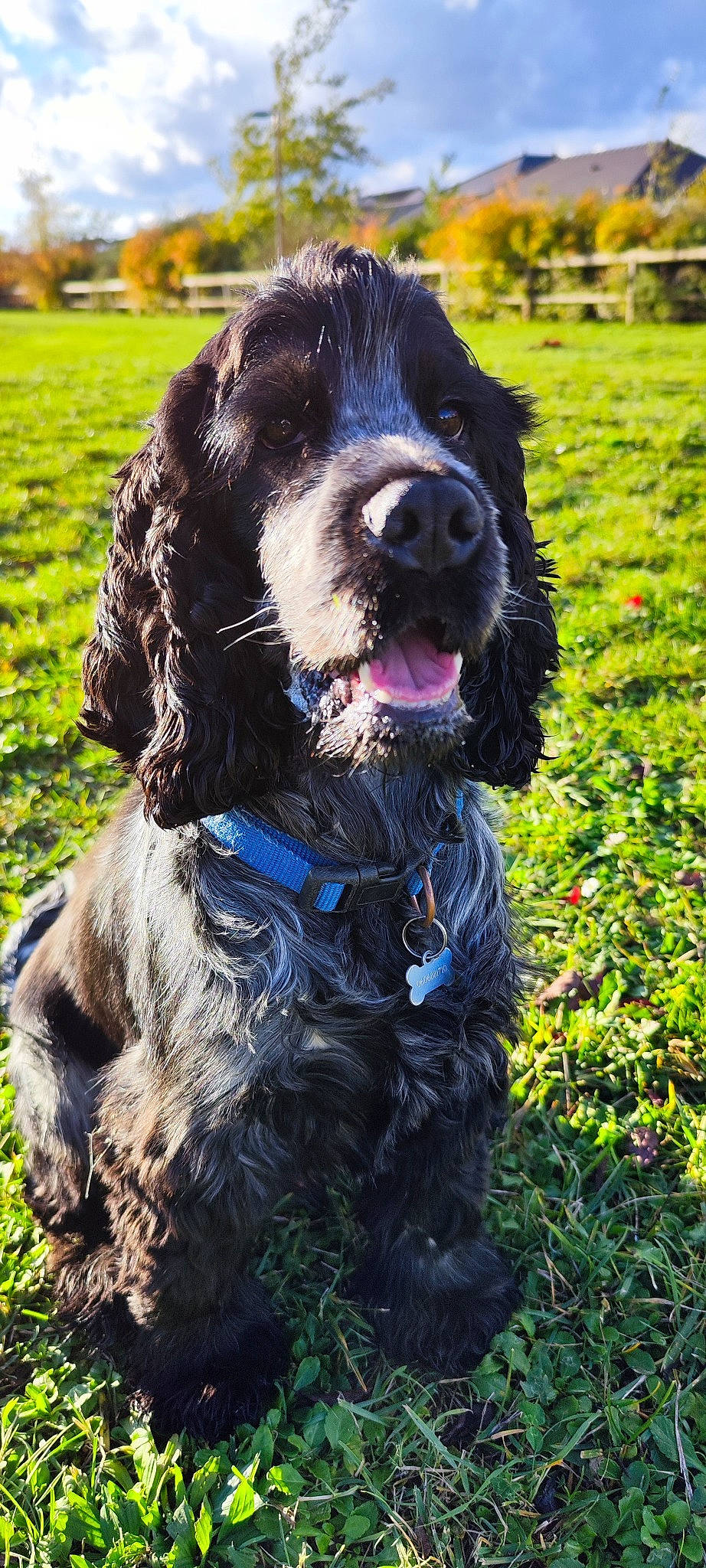 Totem participe au concours pour gagner de l'argent avec cette photo : canidae, carnivore, collar, companion_dog, dog, dog_breed, dog_collar, grass, green, groundcover, gun_dog, liver, plant, retriever, snout, spaniel, sporting_group, water_dog, working_animal, working_dog